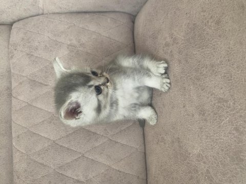Birbirinden güzel scottish fold bebeklerim