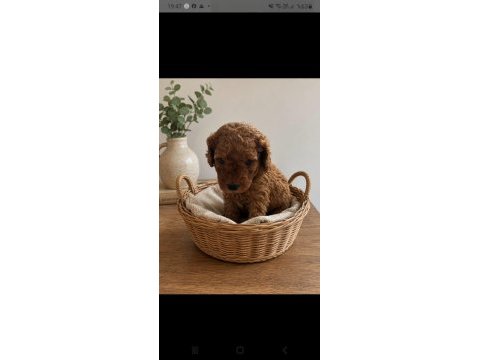 Küçük poodle yakışıklılar