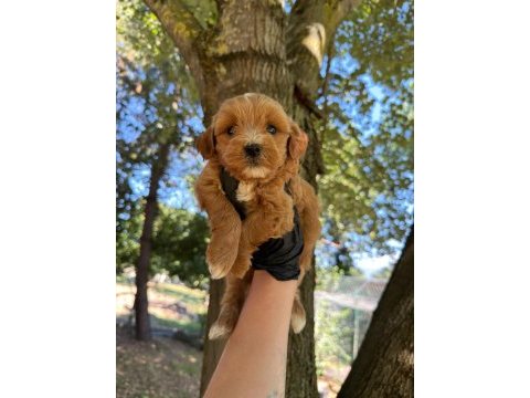 Dişi erkek maltipoo 
