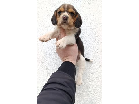 Harika maske beagle bebekler