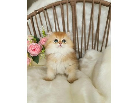 Safkan british longhair çikolata golden erkek güzeli̇