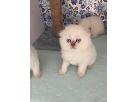 A kalite scottish fold yavrularımız yeni yuvasına hazır