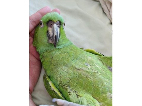 Amazon papağanı