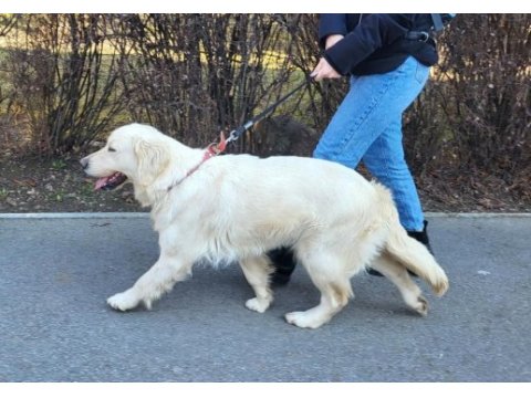 Harika golden retriever bebişler