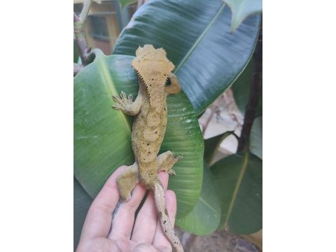 3 yaşında erkek crested gecko