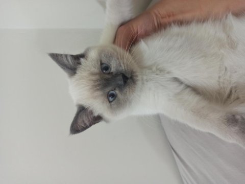 Dişi blue point british shorthair