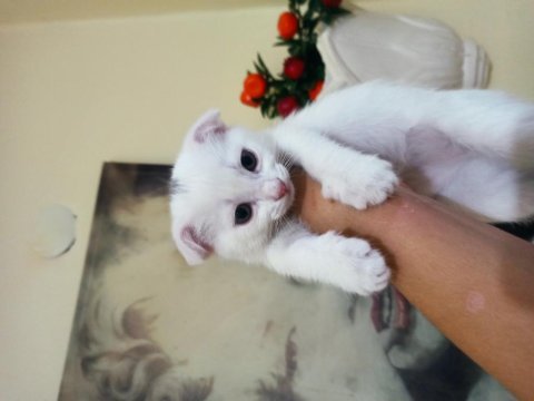 Minik patiler scottish fold