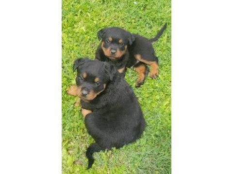 Elit patiler farkıyla rottweiler yavrular