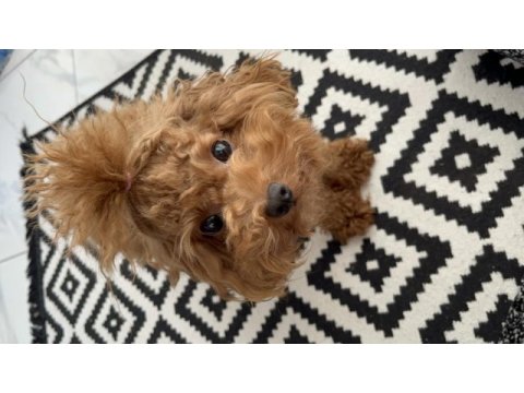 Toy ve teacup poodle teslime hazır yavrular