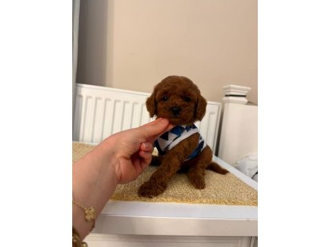 Baba kore anne toy red borow poodle