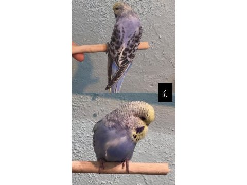 35 günlük ele alıştırmalık jumbo kuşlar