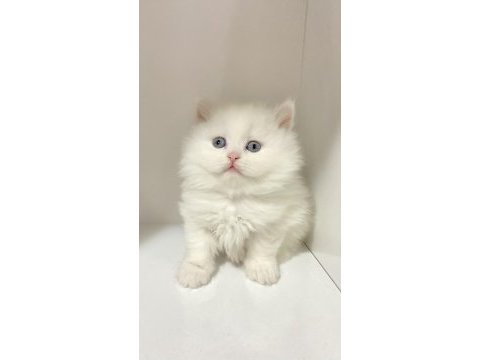 British longhair kar beyaz ve tabby yavrular