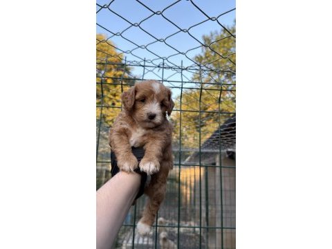 Maltipo yavrumuz yeni yuvasını arıyor