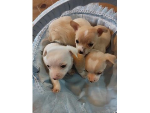 Sıfır boy chihuahua yavrular