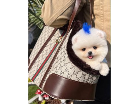 Orjinal pomeranian boo yavrumuz moi