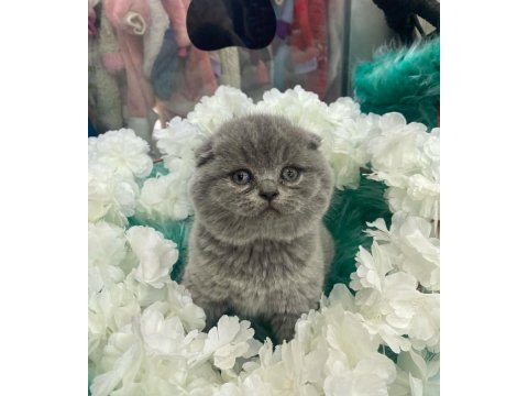 Güzel british shorthair yavrular yeni yuvalarını arıyor