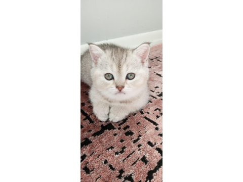 Güzel british shorthair kızlarımıza yeni sahibini arıyoruz