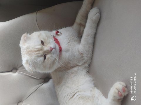 Scottish fold 8 aylık