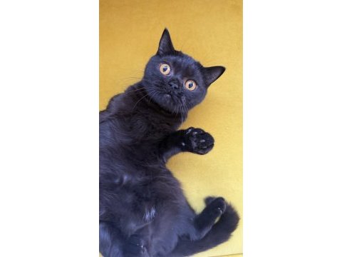 Black british shorthair