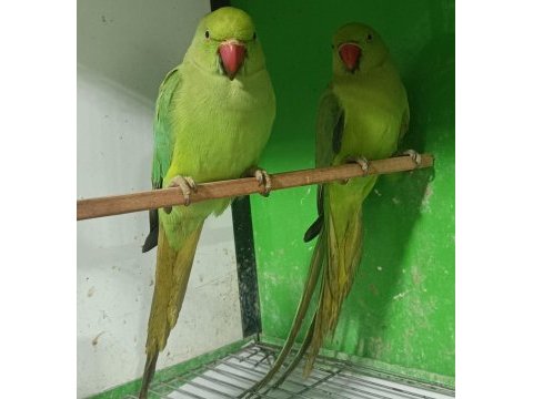 Kapalı bilezik pakistan papağanları