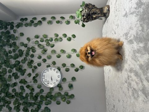 Fcı şecereli teddy face kusursuz pomeranian boo