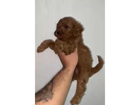 Toy poodle yavrular ırk sağlık garantili