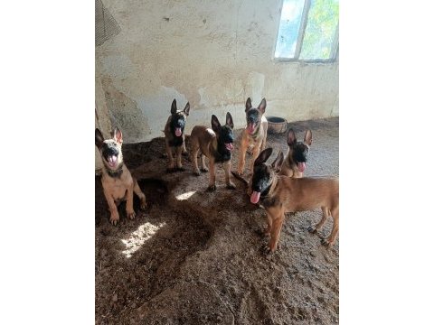 30 günlük ırk garantili oyuncu hırslı malinois yavrular