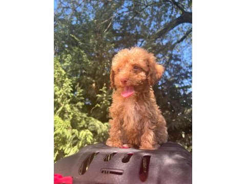 Maltipoo yavrular adrese gönderim ve kapıda ödeme vardır