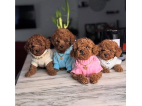 Red brown toy boy poodle yavrular 