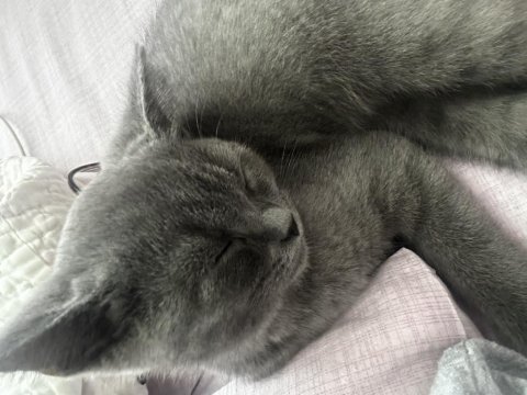 Scottish fold karamelime yeni sahip eşyalarıyla birlikte