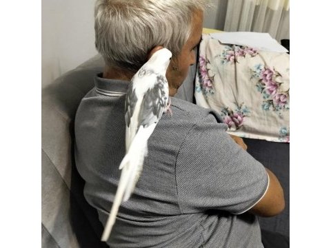 9 aylık erkek sultan papağanı