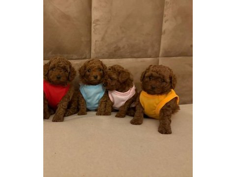 Toy poodle yavrular