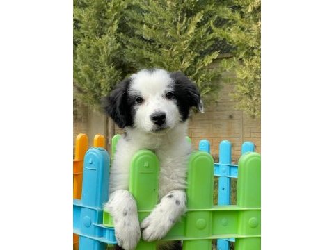 Border collie yavruları aşıları tam