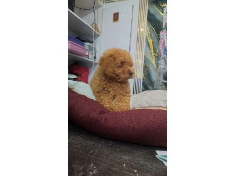 Irk ve sağlık garantili toy poodle yavrumuz