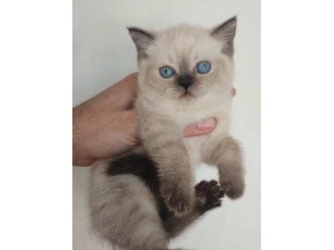 Blue point kedimiz