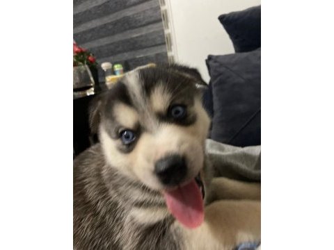 Sibirya kurdu husky