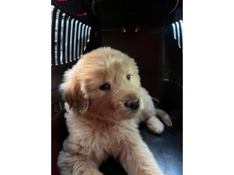 Çok acil 2 aylık harika golden retriever yavrumuz