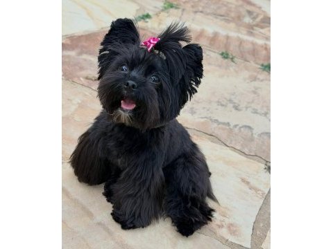 Black yorkshire terrier