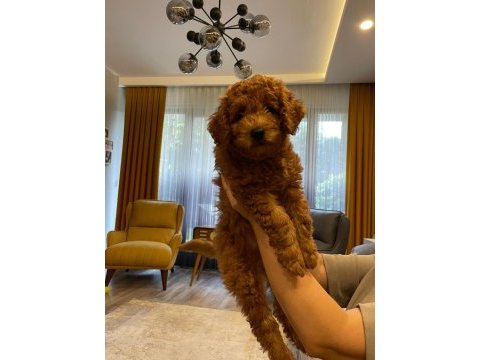 Sevimli minyatür poodle yavrularimiz