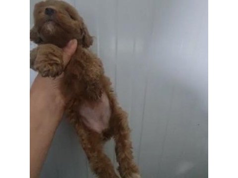 Toy poodle köpeğimiz