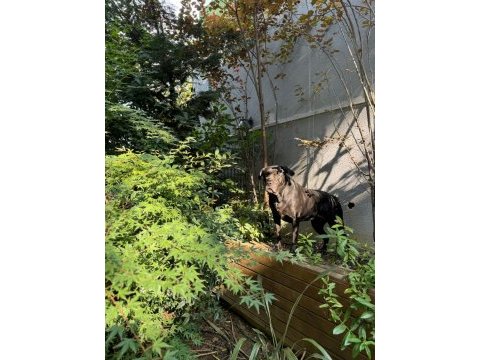4.5 yaşında dişi kısır cane corso sahiplendirme