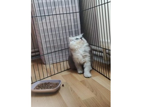 Çok akıllı uslu british longhair yavrularımız