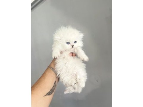 Show kalite british longhair bebeklerimiz
