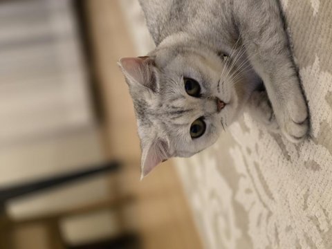 1 yaş dişi british shorthair silver