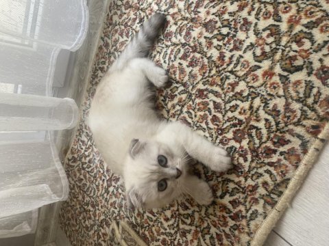 Orjinal show kalite 3 aylık erkek scottish fold yavru
