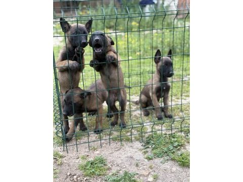 Belçika malinois 57 günlük