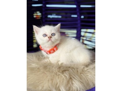 British shorthair blue point