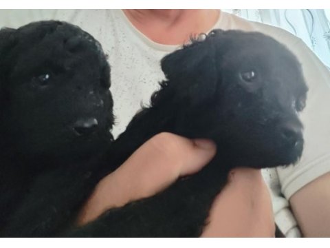 Siyah poodle anne ve yavruları