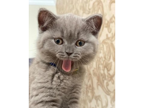 Sağlıklı oyuncu british shorthair bebekler