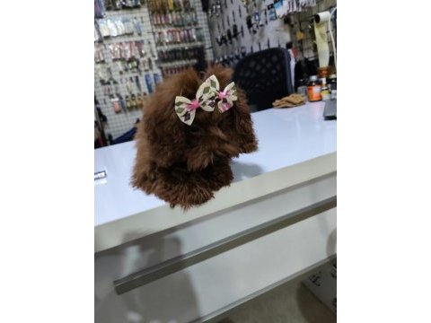 4 ay suan 1 kg tea cup poodle dişi kore dişi